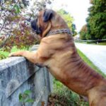 Bullmastiff