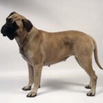 Bullmastiff