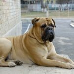 Bullmastiff