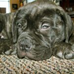 Bullmastiff