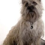 Cairn Terrier