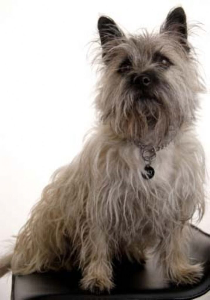 Cairn Terrier