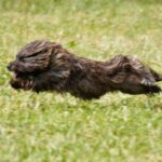 Cairn Terrier