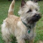 Cairn Terrier