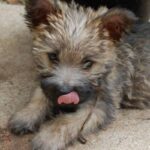 Cairn Terrier