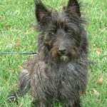 Cairn Terrier