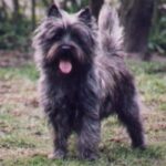 Cairn Terrier
