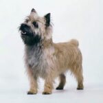 Cairn Terrier