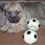 Cairn Terrier