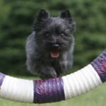 Cairn Terrier