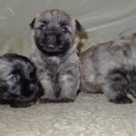 Cairn Terrier