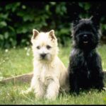 Cairn Terrier