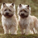 Cairn Terrier
