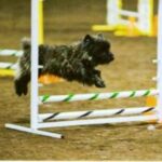 Cairn Terrier