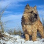 Cairn Terrier