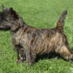 Cairn Terrier