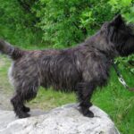 Cairn Terrier