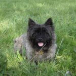 Cairn Terrier