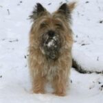 Cairn Terrier