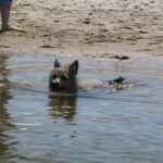 Cairn Terrier