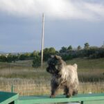 Cairn Terrier