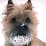 Cairn Terrier
