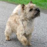 Cairn Terrier