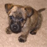 Cairn Terrier