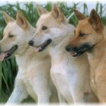 Canaanhund