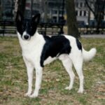 Canaanhund