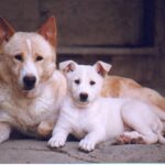 Canaanhund