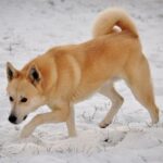 Canaanhund