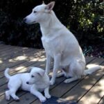 Canaanhund