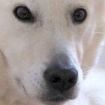 Canaanhund