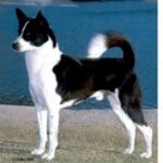 Canaanhund