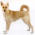Canaanhund
