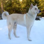 Canaanhund