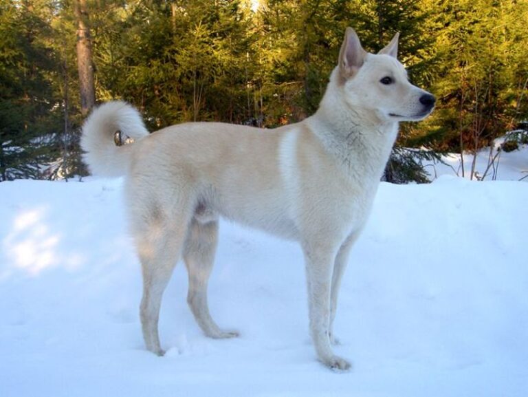 Canaanhund