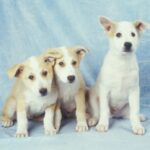 Canaanhund