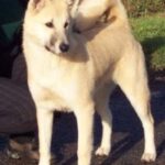 Canaanhund