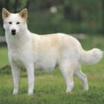 Canaanhund