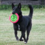 Canaanhund