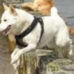 Canaanhund