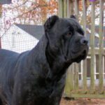 Cane Corso