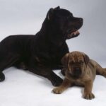 Cane Corso