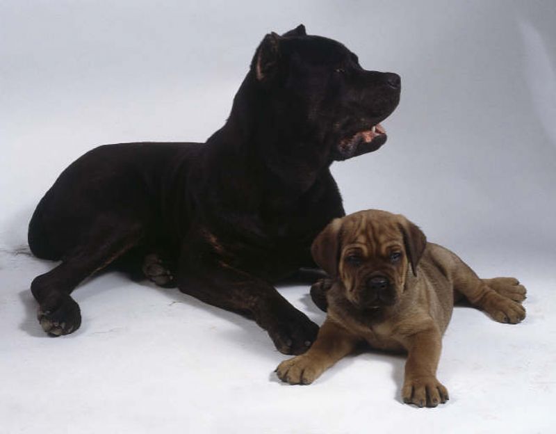 Cane Corso