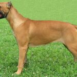 Cane Corso