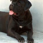 Cane Corso