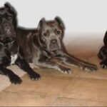 Cane Corso