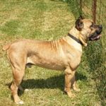 Cane Corso